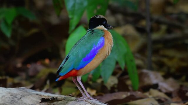 Blue winged pitta bird