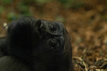 Portrait of a gorilla lying on the ground and looking sad in London Zoo