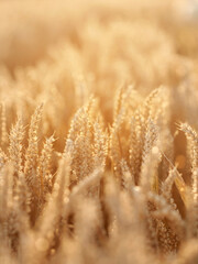 Wheat field. Ears of golden wheat close up. Rural Scenery under Shining sunset. close-up