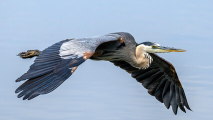 A Great Blue Heron in flight. Wild Birds. Wildlife.