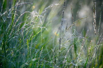 Krople rosy na trawie © Foto Kadr