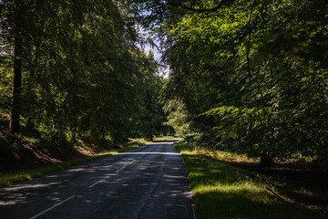 Naklejka premium Cannock Chace forest