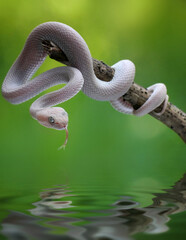 Pink Trimeresurus Purpureomaculatus Snake, Dangerous & Venomous
