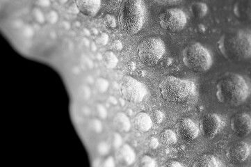 water drops on a gladiolus petal macro, black and white
