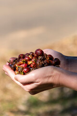 Dried fresh skin of cherry coffee bean for cascara pulp tea on woman's hands with green yard...