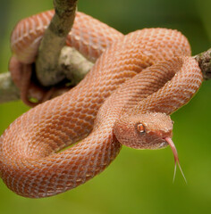 Pink Trimeresurus Purpureomaculatus Snake, Dangerous & Venomous