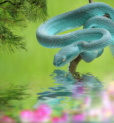 Blue Trimeresurus Insularis Snake, Dangerous & Venomous 