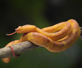 Yellow craspedocephalus puniceus Snake, Dangerous & Venomous 