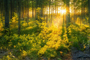 Fototapeta premium Magical sunset in the forest.