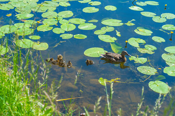A duck with ducklings swims in a pond with water lily leaves.