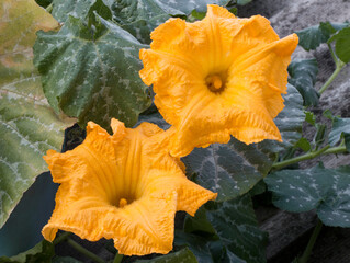 two blooming bright yellow pumpkin flowers against a background of green leaves