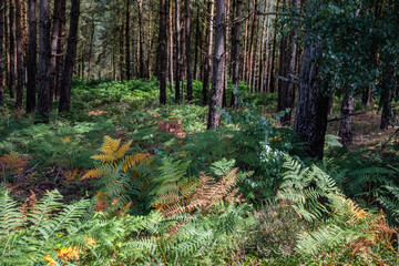 Cannock Chace forest