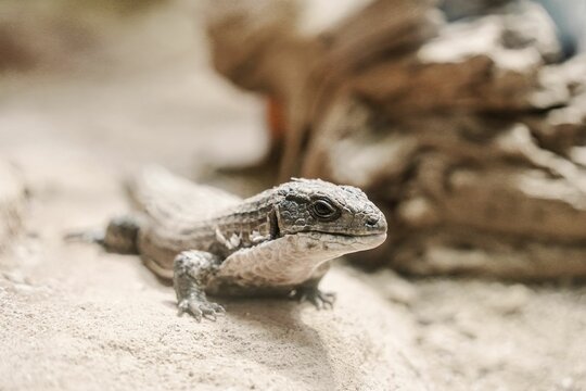 Closeup shot of a Sudan plated lizard on a stone