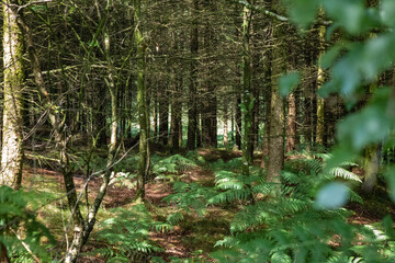 Cannock Chace forest