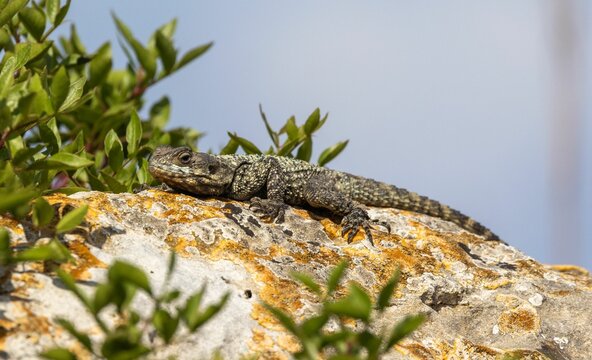Shallow focus of a Laudakia stellio lizard on a rock