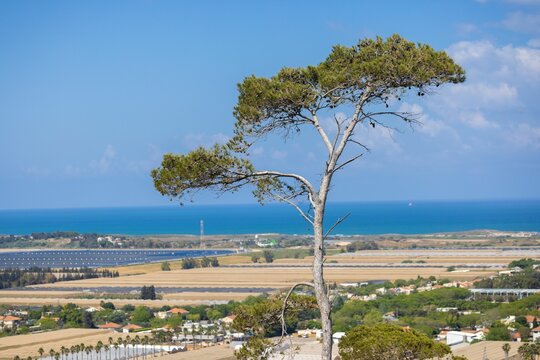 Green tall Aleppo pine tree with seascape and field in the background