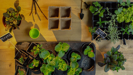 Top view of plants with lettering on boards and gardening tools on table