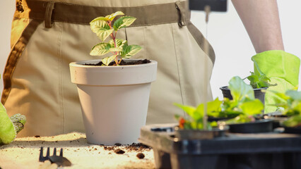 Cropped view of gardener standing near plant in flowerpot and soil on table on grey background