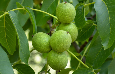 Mehrere, noch unreife, grüne Früchte am Walnussbaum in Nahaufnahme