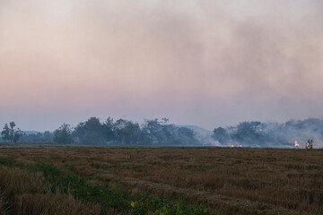 Fototapeta na wymiar Rice plantation farm fire burn with smole after harvest