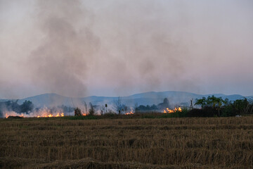 Fototapeta na wymiar Rice plantation farm fire burn with smole after harvest