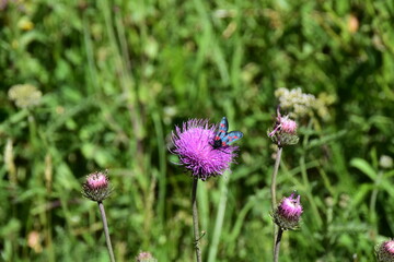 Fioritura di montagna