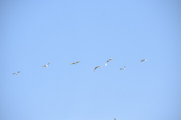 Flock of cranes flying in the sky