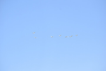 Flock of cranes flying in the sky