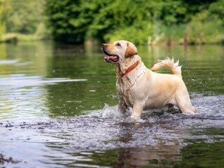 Selective focus shot of labrador retriever in river