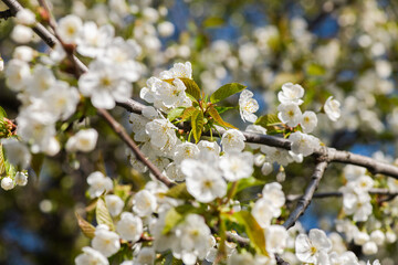 Nice white apple spring flowers branch macro photography nature awakening