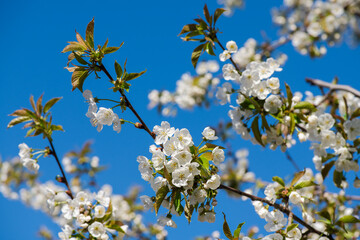 Nice white apple spring flowers branch macro photography nature awakening