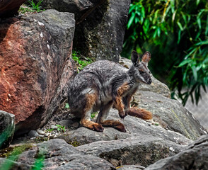 Fototapeta premium Yellow-footed rock wallaby on the stone. Latin name - Petrogale xanthopus