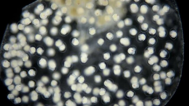 Movement of veliger mollusk larvae in laid eggs under a microscope, class Gastropoda. The specimen was found in White Sea.