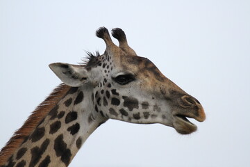 Giraffe head closeup Maasai Mara Kenya