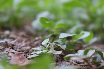 ants on the ground