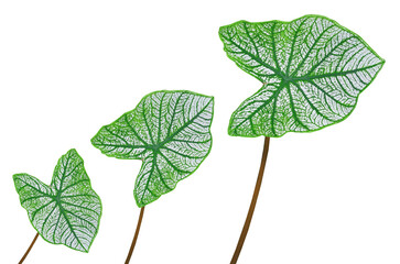 Top view three caladium leaf growth ( Angel Wing Caladium) white green striped colour isolated on white background stock photo or illustration design, beauty of natural leave, brightness, two leaves