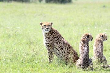 cheetah mother and two cubs hunting in maasai mara