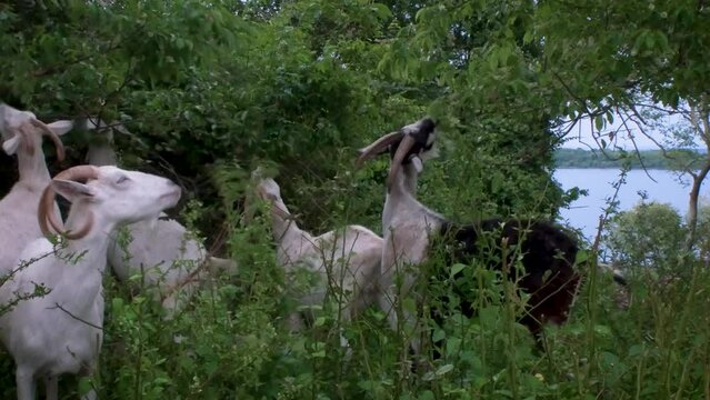 Goats of EPA Narragansett RI eating invasive plant species
