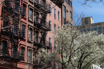 Fototapeta premium Row of Old Brick Residential Buildings on the Upper East Side of New York City with Fire Escapes and Flowering Trees during Spring