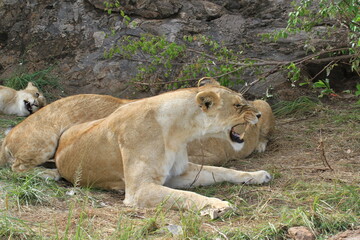 closeup portrait of an angry lioness and roaring pride maasai mara kenya