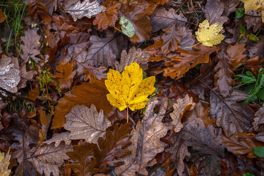 Falling leaves on the ground in autumn with rain - Powered by Adobe