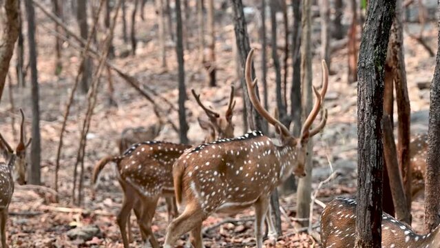 Beautiful cheetal or chital deer or spotted deer (axis deer)  is seeking for food in their group.
