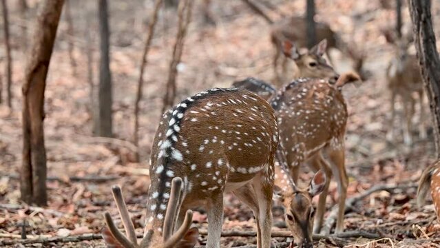 Beautiful cheetal or chital deer or spotted deer (axis deer)  is seeking for food in their group.