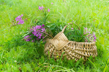 In a wicker basket is a bouquet of fresh fireweed. Harvested flowers and leaves from the wild plant...
