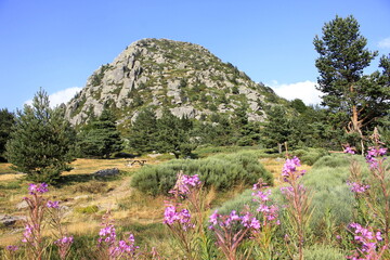 Obraz premium Mont Gerbier De Jonc, Ardèche, Auvergne Rhône Alpes, Sources de la Loire, France