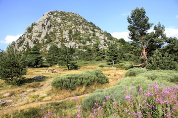 Naklejka premium Mont Gerbier De Jonc, Ardèche, Auvergne Rhône Alpes, Sources de la Loire, France