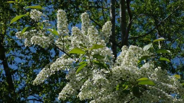 Young spring leaves and flowers of bird cherry tree with unblown flower buds. Spring background. 