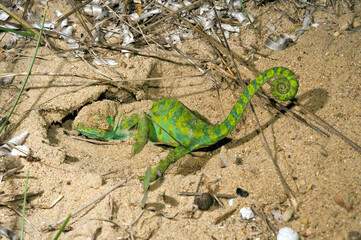 Nest-grabendes Basiliskenchamäleon // nesting African Chameleon // (Chamaeleo africanus) - Pylos, Peloponnese, Greece © bennytrapp
