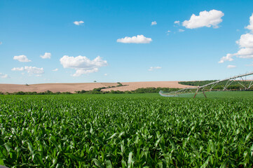 Fototapeta na wymiar Corn field in spring with irrigation system for water supply, sprinklers sphashing water to plants