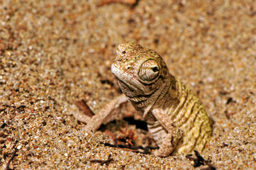 hatching African Chameleon // schlüpfendes Basiliskenchamäleon (Chamaeleo africanus) - Pylos, Peloponnese, Greece © bennytrapp